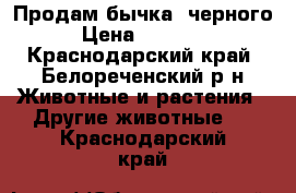 Продам бычка, черного › Цена ­ 10 000 - Краснодарский край, Белореченский р-н Животные и растения » Другие животные   . Краснодарский край